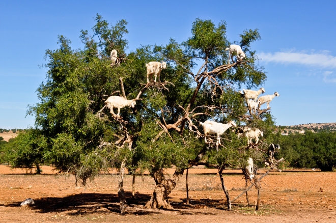 tree-goat-morocco.jpg