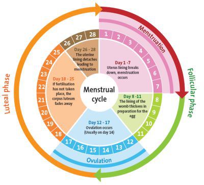 irregular-periods-menstrual-cycle1